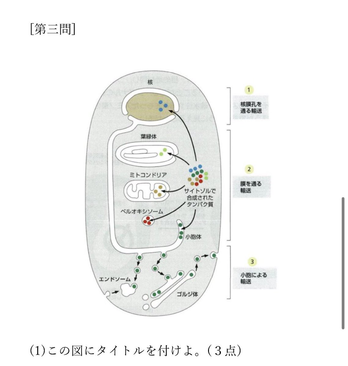 M28760722593231's tweet photo. たんぱく質の輸送方法、3選 https://t.co/3VONQ2XZoi