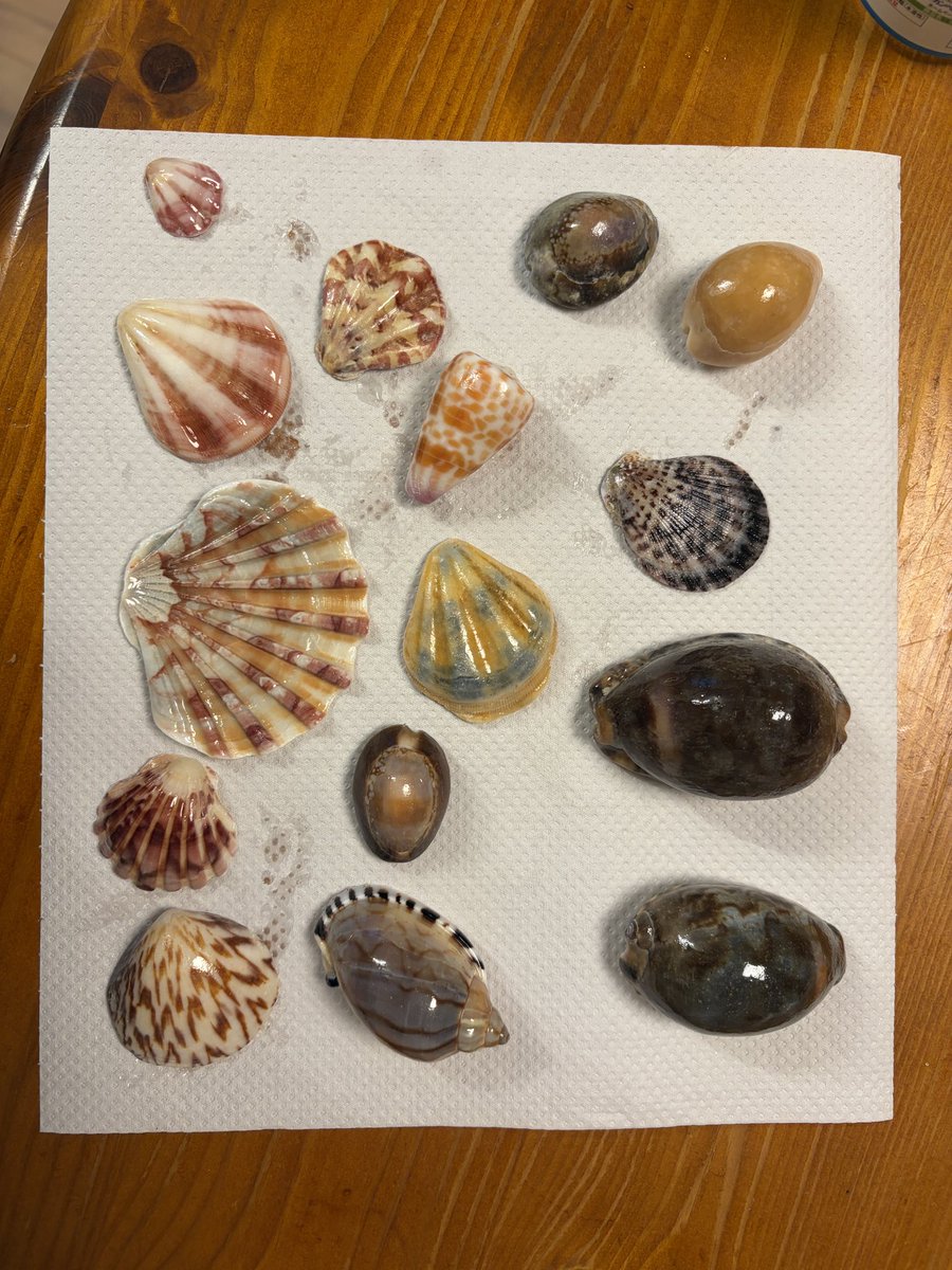 JP_Beachcomber's tweet photo. お気に入りだけニス塗布🏖️🐚☺️
#ビーチコーミング
#beachcombing
#ビーチコーミング好きと繋がりたい https://t.co/FkAipFYaBg