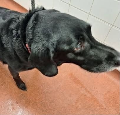 AdoptionsUk's tweet photo. Please retweet to help find the owner or  rescue shelter space for this elderly dog  FOUND MILTON KEYNES MK14 -  19 JULY 2026 - NO ID, CHIP INFO NOT UP TO DATE ** Council Area: Milton Keynes Council💔💔💔
NOW AT RISK OR 'EUTHANASIA' IN A COUNCIL POUND
Council Reference MKC SDK23363
Breed: Labrador Cross Collar: Yes Sex: Male
Microchip Found: Yes Brief Description: Large, elderly male. Black.
ID: No. Tel: 03444 828300
This council will not allow the public to adopt.
Shares needed so that a rescue shelter with space sees this please ❤️🏡🐶

Details or contact if you can offer a space 👇👇👇
https://t.co/gvko0pjw8t

#dogs #Labrador #MiltonKeynes #England #Wales #Scotland #London @MissingPetsGB @rosiedoc666 @DogLostUK @Nightowl400 @millypod1 @APDAWG1 @domdyer70 @rickygervais @JaneFallon @liamgallagher #adoptdontshop @KatieAmess @AndrewRosindell