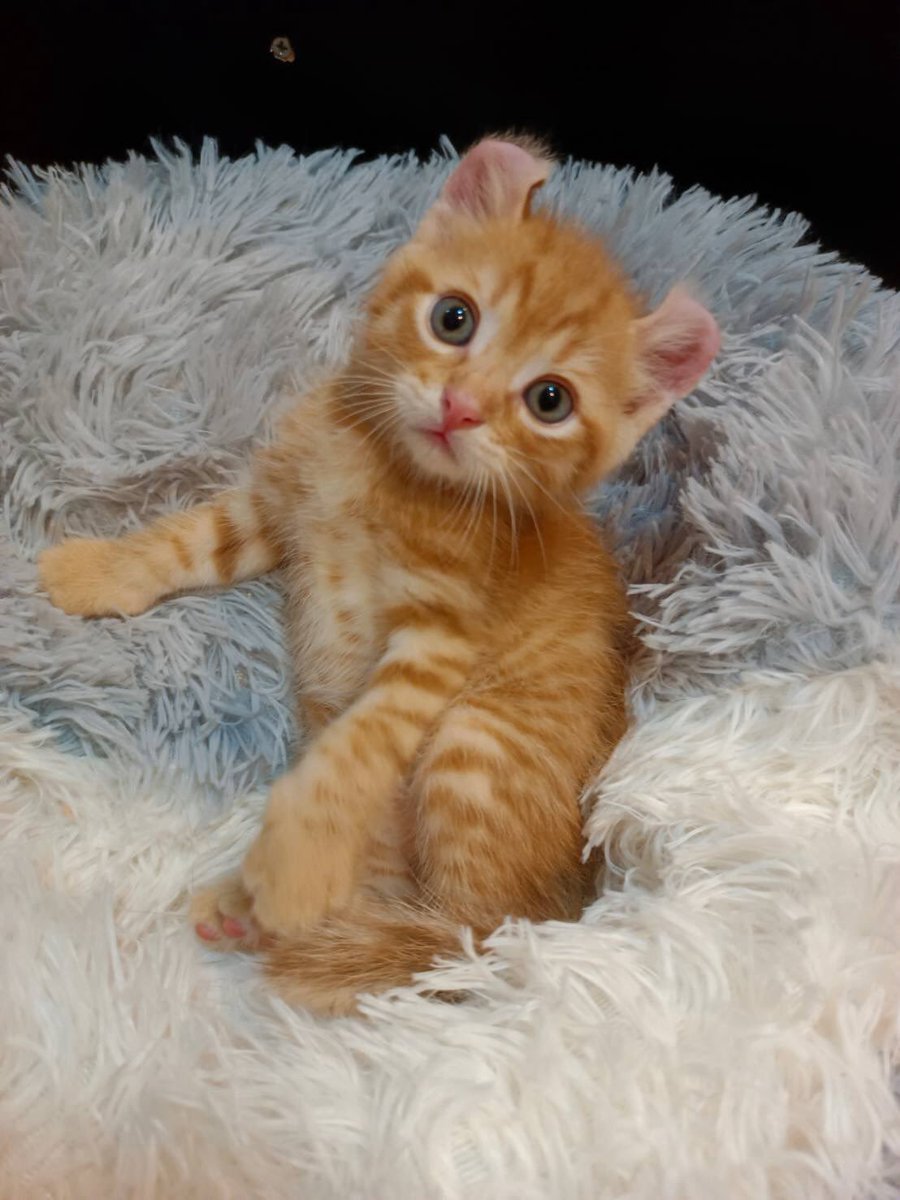 Cats with Aura tweet media