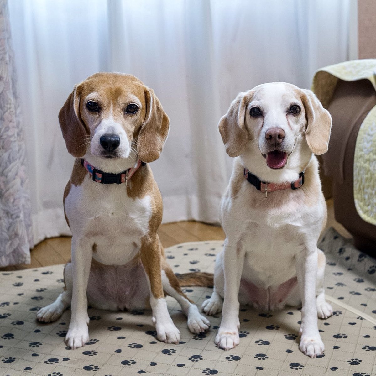 yoshi38174430's tweet photo. 明日から遊び相手はお仕事だよー😂

#ビーグル #beagle #モカとこむぎ https://t.co/pRkDEKN4hj