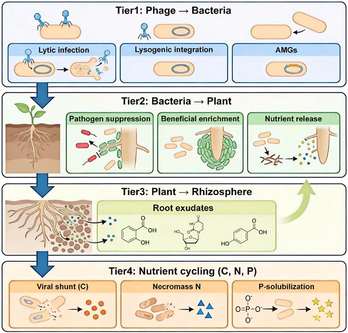 AgriExperts's tweet photo. Root-associated #bacteriophages are emerging as key players in sustainable agriculture. They regulate soil microbial communities, suppress plant #pathogens, promote beneficial #microbes, enhance #nutrient cycling (C, N &amp; P), and strengthen plant health.

https://t.co/7qE5yRp4KS https://t.co/wo99e133CN