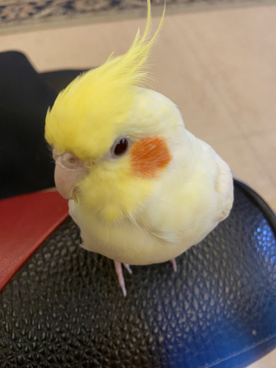 kkrmoka's tweet photo. 鳥店老闆說養得很漂亮哈哈 https://t.co/PCvMReoay5