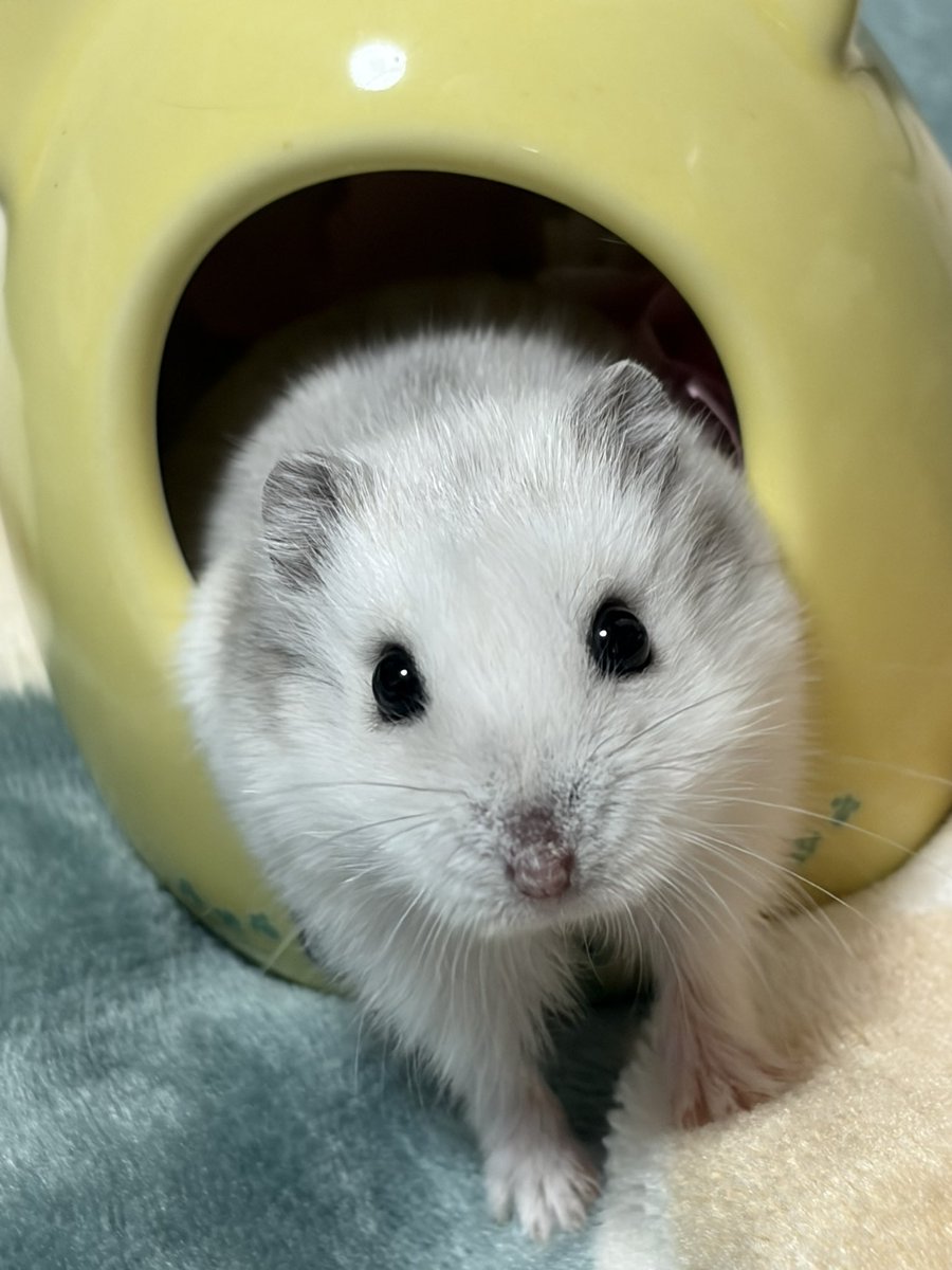 Julia_hamham's tweet photo. しかたないでちね あそんであげまちゅよ https://t.co/u28lML4ZvQ