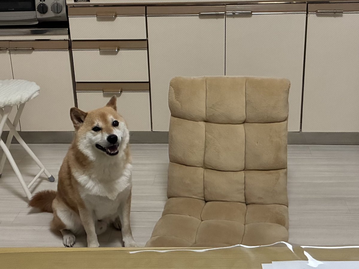 犬犬太 座椅子とTHEイヌ