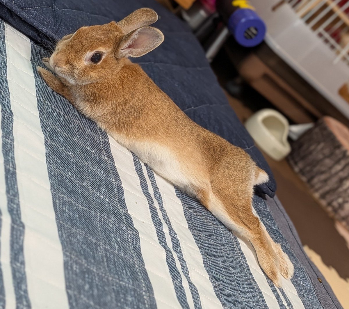 rabbit_sora_'s tweet photo. 今日のそら🐇
#うさぎ https://t.co/dqPr5pC7YA