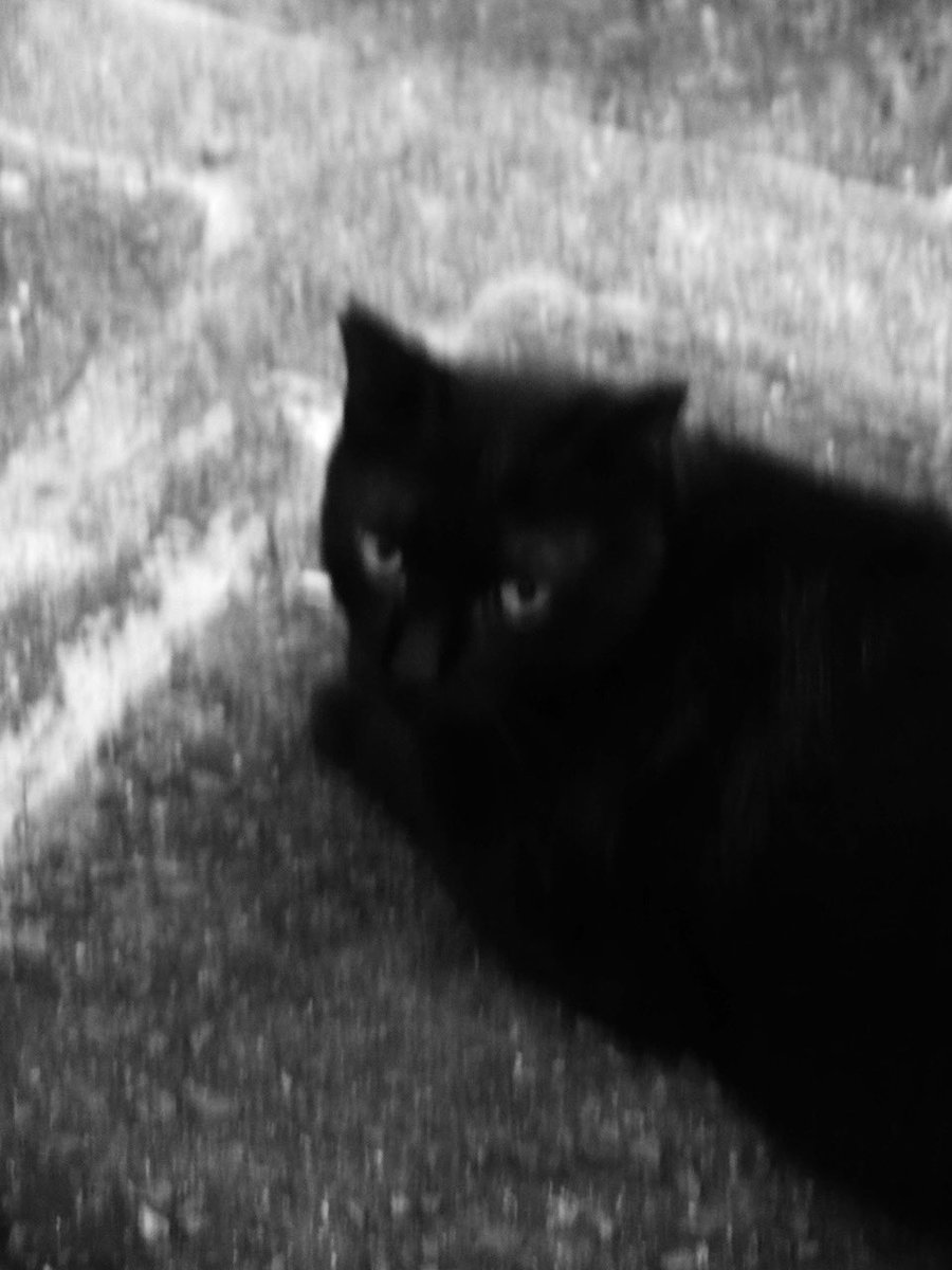 ojizo0916's tweet photo. 枚方のネコちゃん🐈 https://t.co/NrtCiin8HD
