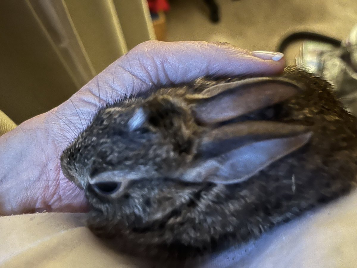 LiteChild's tweet photo. Kept hearing a noise-thumping at basement bedroom window. Turned into rescue mission. This little guy fell down window well &amp; was throwing himself against my window! https://t.co/Yc9dbXHI3D
