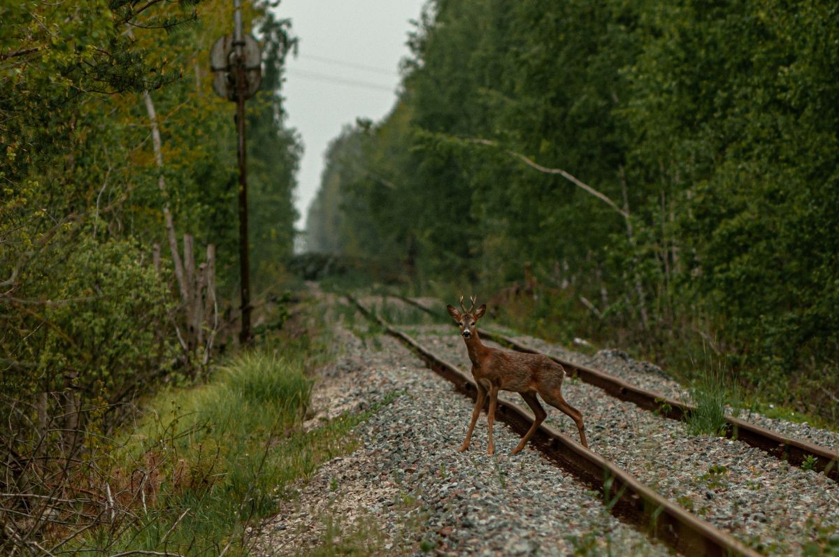 cobcm's tweet photo. oEcología | Un estudio internacional con participación de la @ebdonana documenta que la guerra en Ucrania ha alterado el comportamiento de la fauna silvestre de Chernóbil: la actividad humana pesa más que la radiación. Vía @CSIC 
#COBCM #divulgación
https://t.co/xcsDqvzxqn https://t.co/CiRDpSjPA2
