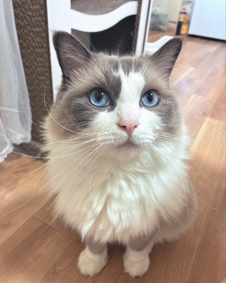 るる🐾໊ラグドール (@ruru_ragdoll) / Posts / X
