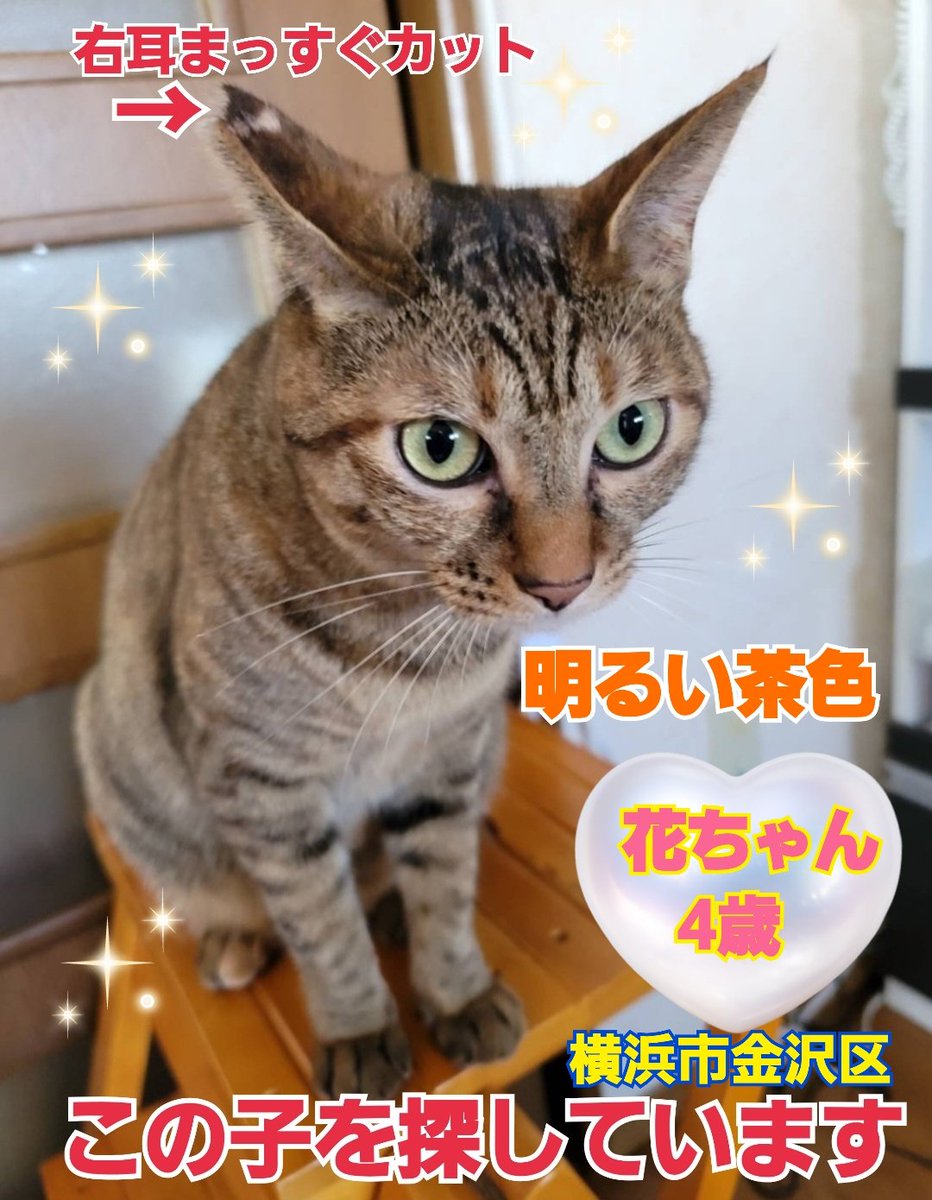 squirrelemi's tweet photo. 猫を探しています。花ちゃん4歳。明るい茶色で右耳がまっすぐカットされています。2024年4月11日横浜市金沢区富岡東の自宅から私の不注意で外に出てしまい迷子のままです。花を保護してくださっているかたはいらっしゃいませんか。
#猫を探しています
#拡散希望
#リポストお願いします
#横浜市金沢区 https://t.co/7va8sWvOzM