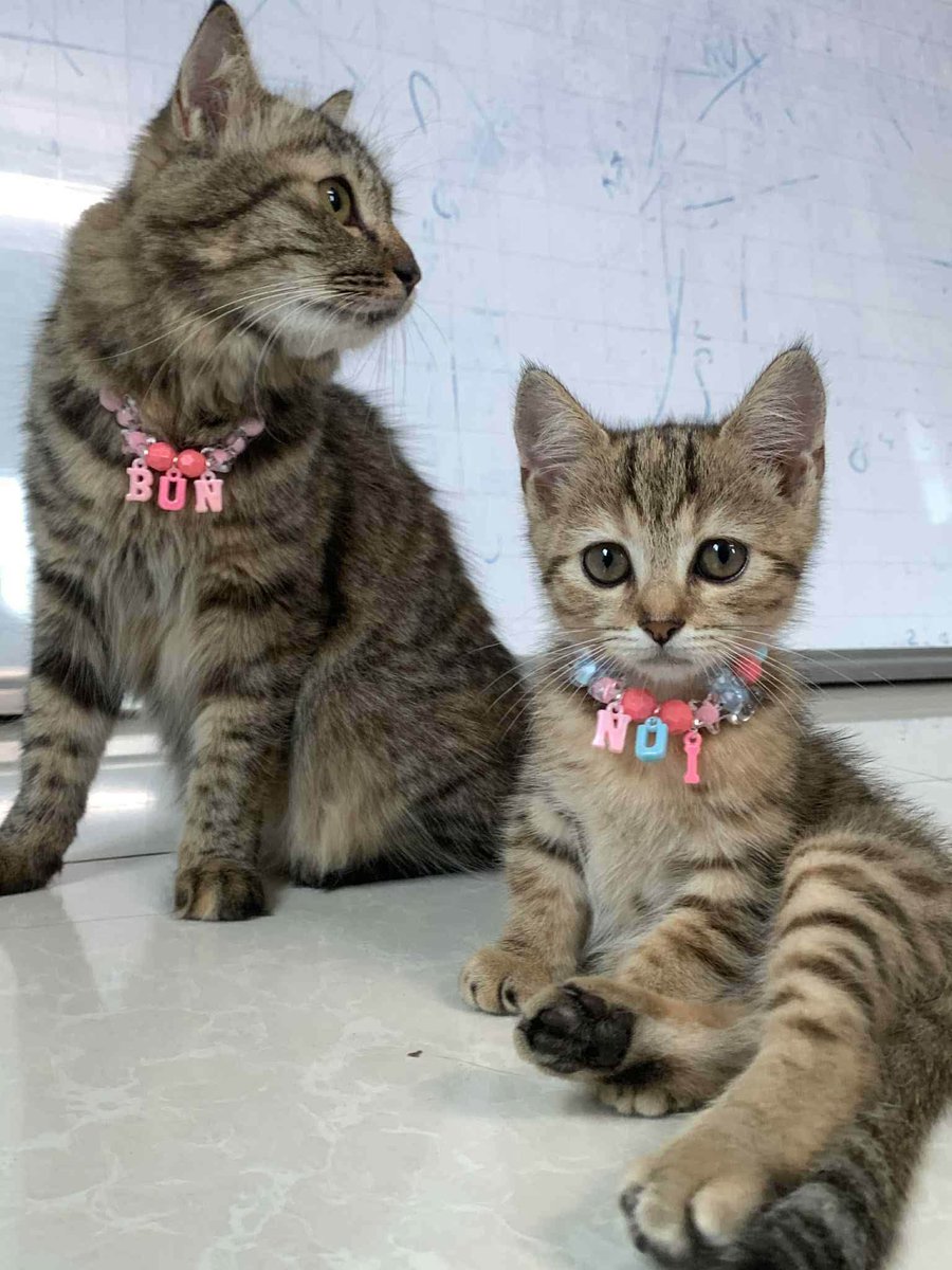 Trạm Pet & Chill tweet media
