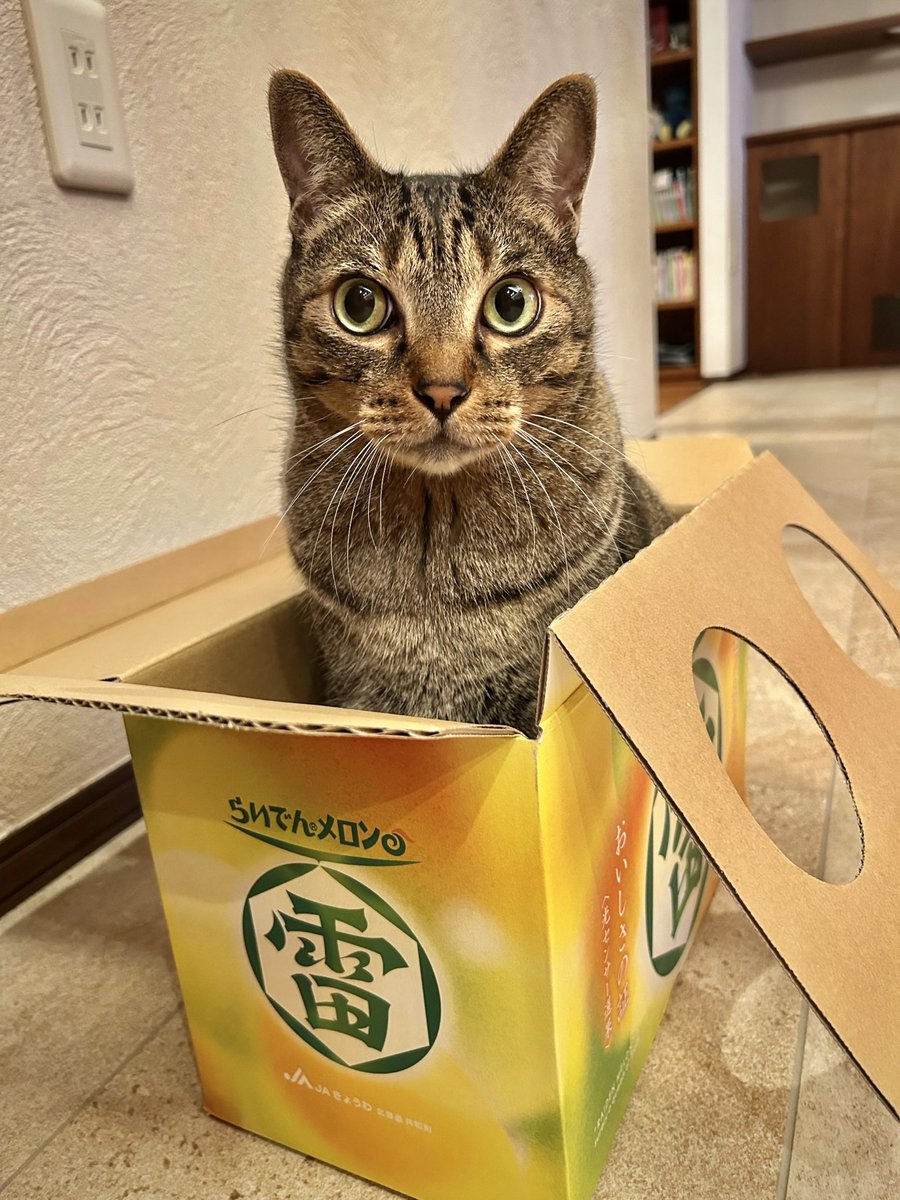 lion007's tweet photo. 夏になると
北海道の友人が贈ってくれる箱。

この中身が大好きな僕と
この箱が大好きなタマトモ。

家族全員、感謝です。 https://t.co/OORby6lDXt