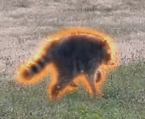 Agentbboy's tweet photo. It's time for the ‘mutants’ 

Viral raccoon Jimothy’s hunched look VS Bailey unbreakable hunched dog.

Creator onboard with 100% fees goes to Bailey.
Owner will soon share the story of him. https://t.co/RAffaJMpjK
