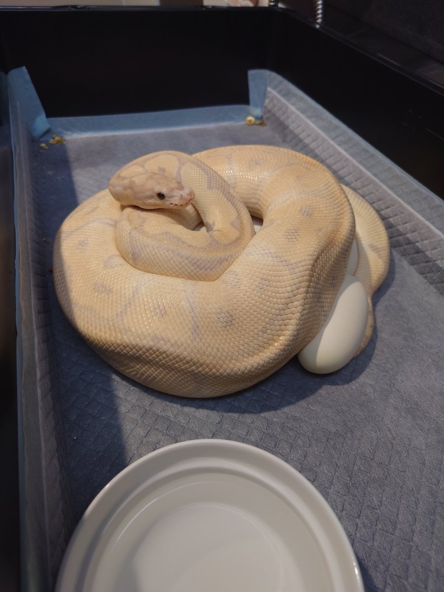 isopp_ball's tweet photo. 2026 5thクラッチ🥚
バナナクラウン×YBクラウン
予定通りしっかりした有精卵7個産んでくれました。ほぼシュガースポット無しの親なので子供に遺伝してくれたらいいな〜🙏お疲れ様でした！ https://t.co/lncVtni6eo