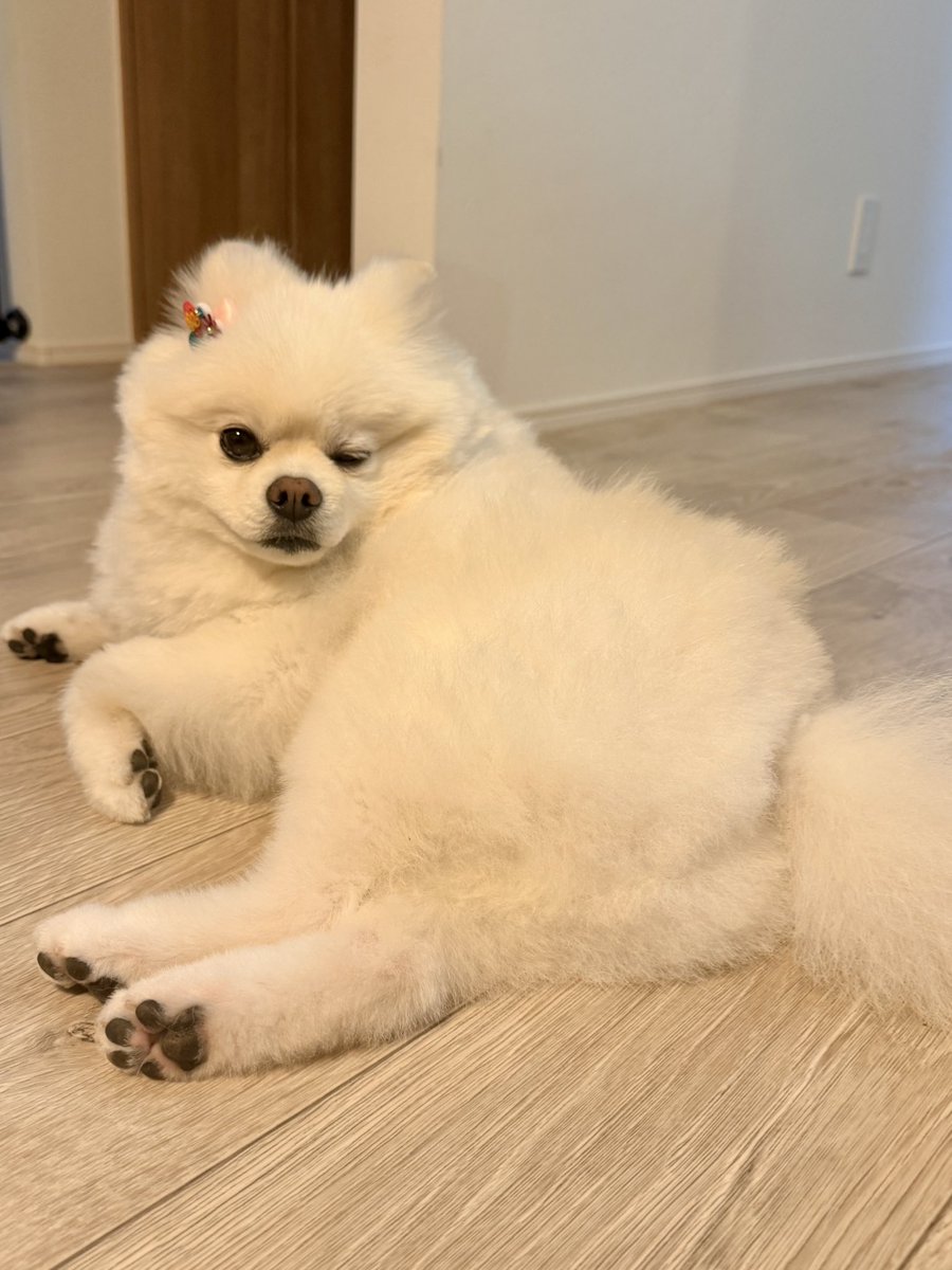 InosukeWorkout's tweet photo. シーズン2
142日目
体重4.5kgと64.4kg
立ちコロ100回 https://t.co/IkmzuoZA9A