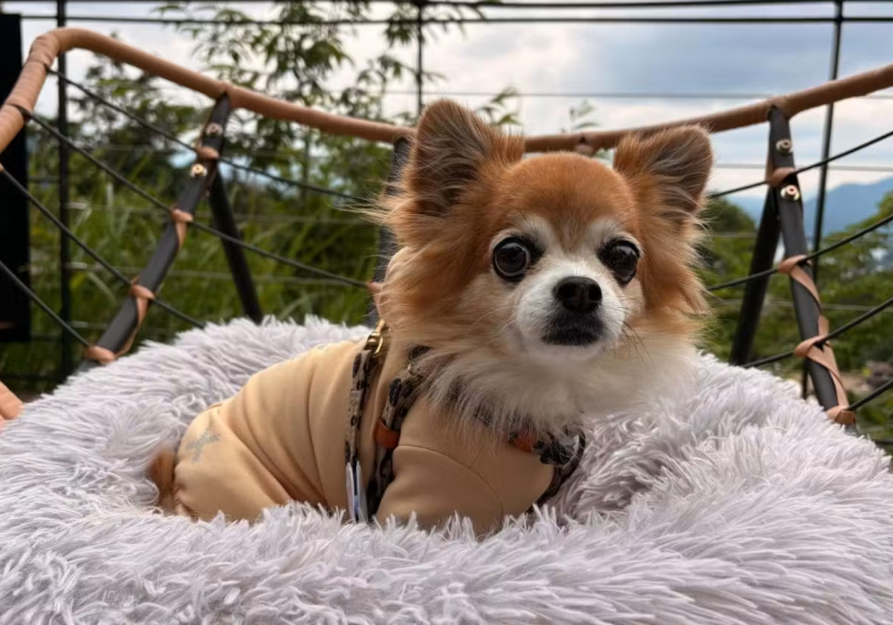 wanqol's tweet photo. 犬連れキャンプ、昼間より気を配りたいのが「夜」。

テント泊でも車中泊でも、まずは愛犬が安心して眠れる場所を決めておくことが大切です。

愛犬と毎週のようにアウトドアを楽しむ飼い主が、キャンプの夜を快適に過ごすためのポイントを紹介します。

https://t.co/0YrPjYwqFV https://t.co/OSiizODGAH