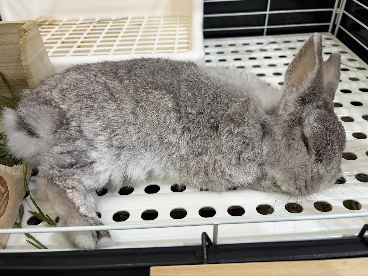 tsukune_usagi's tweet photo. きょうもすやすや💤 https://t.co/btqSFmCNKt