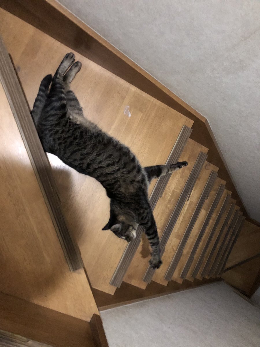 Reize_Vanessa's tweet photo. ゔぁねっさ家名物
床に落ちる猫 https://t.co/LblrmSD9ml