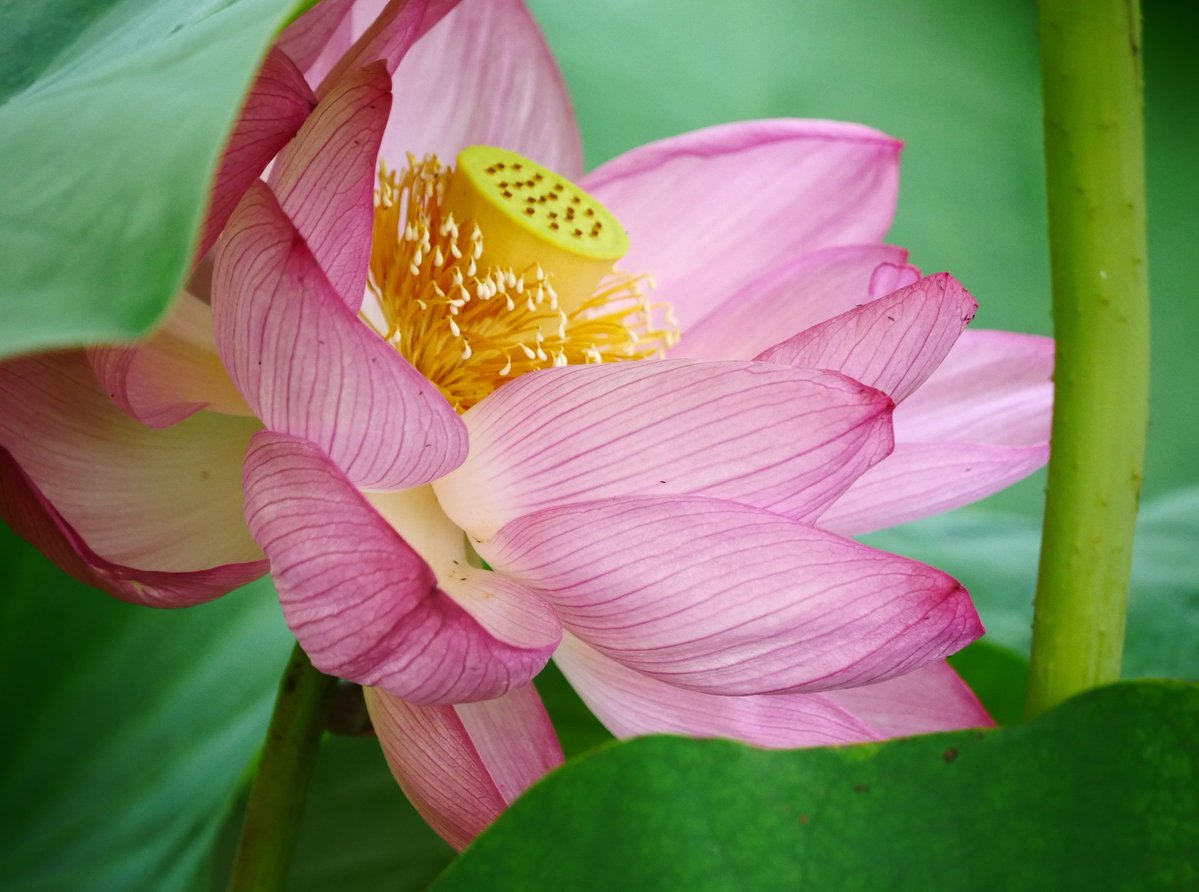 _idolfried_tnn's tweet photo. 蓮の花🪷
#TLを花でいっぱいにしよう https://t.co/JuZyni5WPC