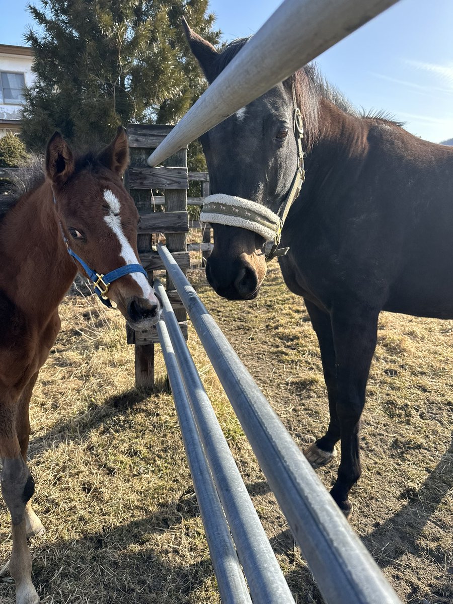 tominafarm's tweet photo. 先日入厩したタマことゴータマ、最新情報によるとゲート試験を合格し8月9日の新潟でデビューを目指しているとのこと！
イレ込みも徐々に落ち着きご飯も食べてるようで、順調そうで何よりです😊✨
まだデビュー日が確定したわけではないですが頑張れ✊

https://t.co/bIUum0vckK https://t.co/G2AGrL8U4c