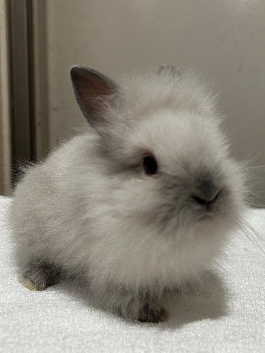 monlapin_rabbit's tweet photo. 7/22に子うさぎさんがやってきます！！
ライオンヘッドセーブルポイント2匹
ホーランドロップフロスティ
レアなライオンヘッドが再びやってきます！！
ぜひ会いに来てくださいね！

#ライオンヘッド　#うさぎ　#うさぎ専門店　#モンラパン　#フレンチロップ https://t.co/uXueyESCqt