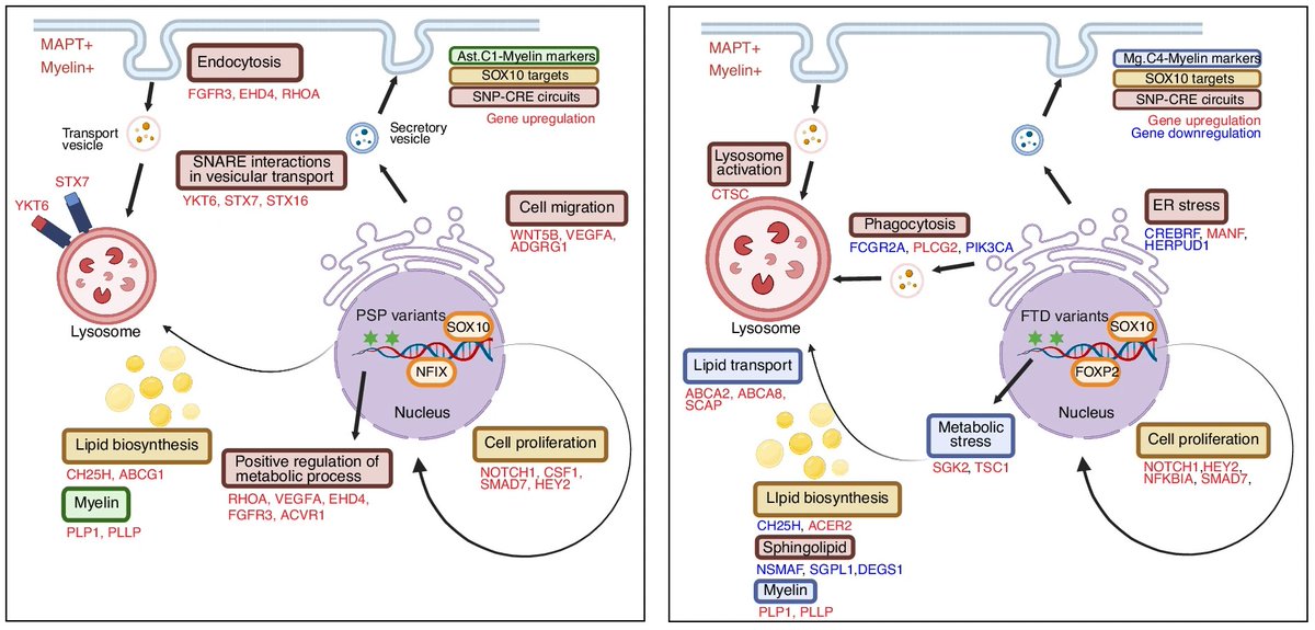 EpigenomeTech's tweet photo. Epigenetics Update - Single-nucleus epigenomic dysregulation unmasks genetic risk-associated neurodegenerative glia states https://t.co/9PnXFsjByI
A study supported by data from Epigenome Technologies!
#Epigenetics #Chromatin #CutandTag #SingleCell
---
https://t.co/WmSYDGXnzb https://t.co/eeNYrY82vZ
