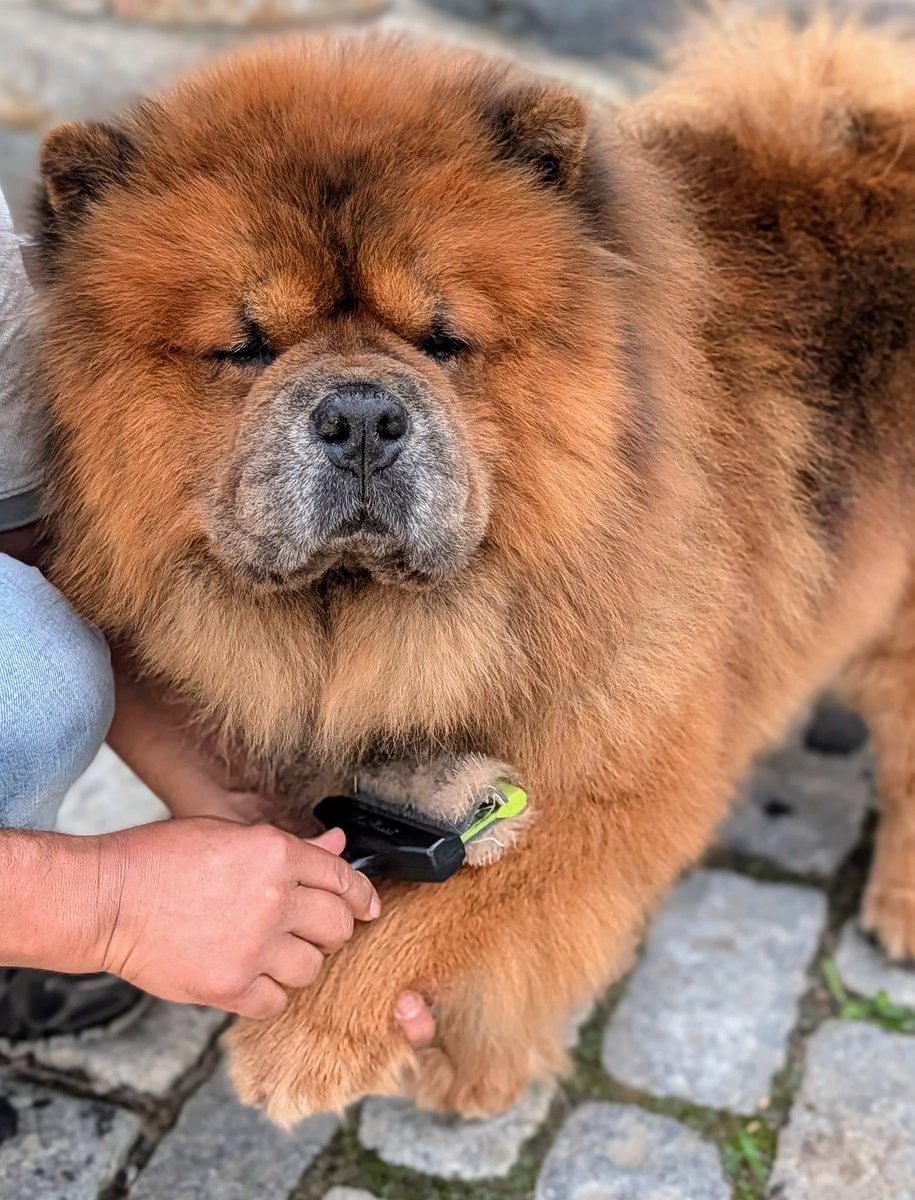 MarthaStewart's tweet photo. A consistent grooming routine is one of the best ways to keep pets healthy, comfortable, and looking their very best. My dogs are brushed daily and checked carefully for ticks and fleas, and they get regular baths every couple of weeks. See today’s https://t.co/rZ2hRP1D2i. https://t.co/4ZJBjKl7ap