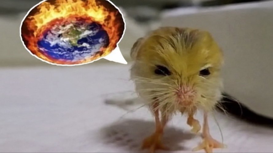 jerboa tweet media