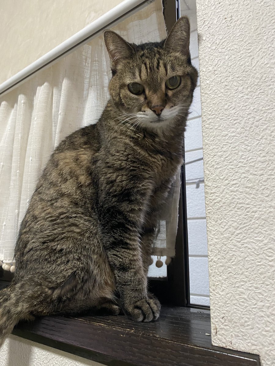 ano13cats's tweet photo. 2026.07.20  19歳3ヶ月で虹の橋へ旅立ちました🌈🐈
慢性疾患もなく病院知らずの子でした。腎機能も年齢相応の状態だったのでまさか悪性リンパ腫で亡くなるとは思いもしなかった…診断されてからちょうど1ヶ月でした。あーちゃん19年間家族でいてくれてありがとう🐈
あーちゃんあーちゃん…🕊🫧 https://t.co/Wv6G0vgTLt