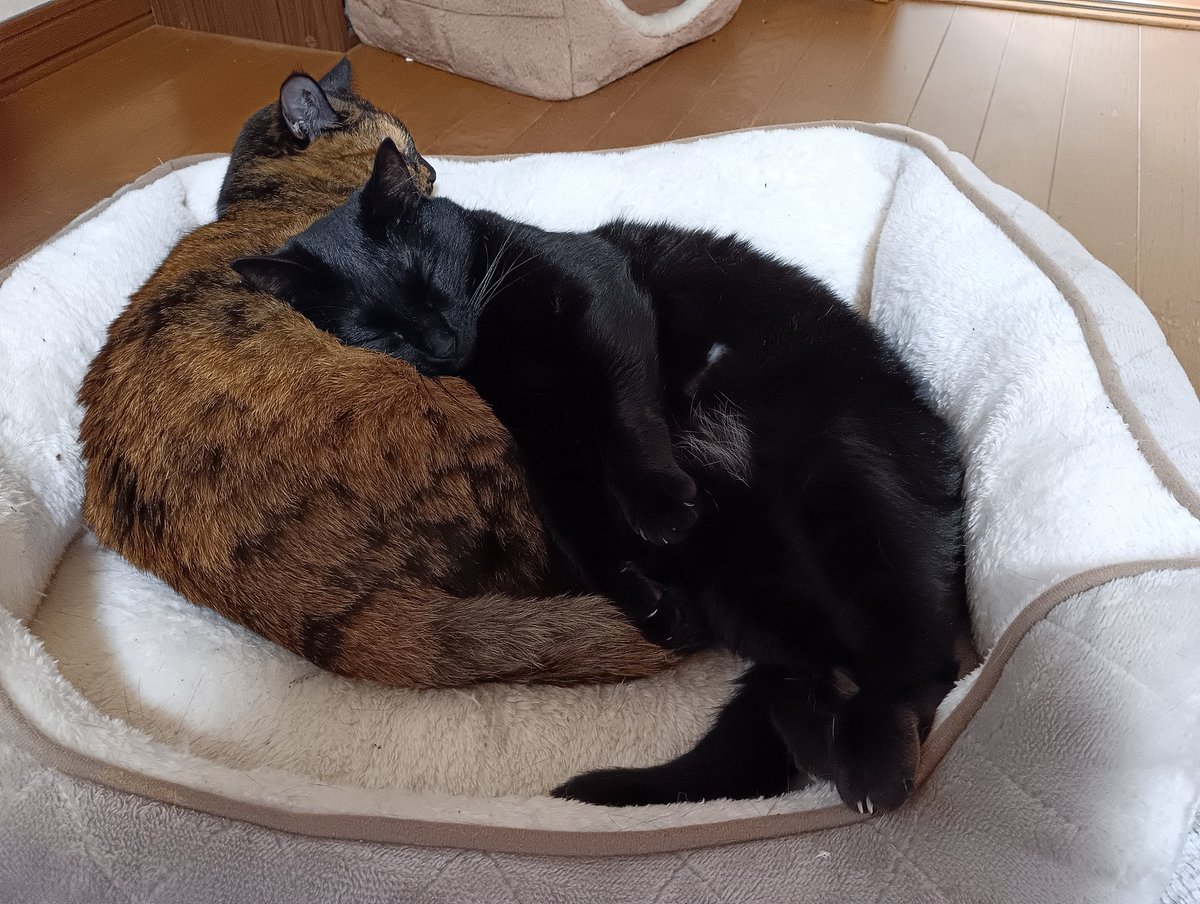 NLstaff's tweet photo. ある日のチビフク💤
 #チビ（サビ猫）　#福豆（ふくちゃん）
#新冠町　#ノーザンレイク https://t.co/UF4qPG1etm