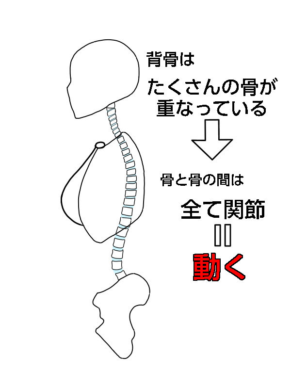NakayosiHitori's tweet photo. 骨格診断否定派のトレーナーなんですが

私見を述べます。図解もしてます。
“骨盤の傾き”に気をつけて
“骨盤底筋”を鍛えると
かなり見た目が変わると思います。

もし本当に背骨で骨格診断されるなら
土台になる下半身を変えれば背骨の骨格も変えられます

回数は気にせず

股下の筋肉使ってください https://t.co/782vpCAVei