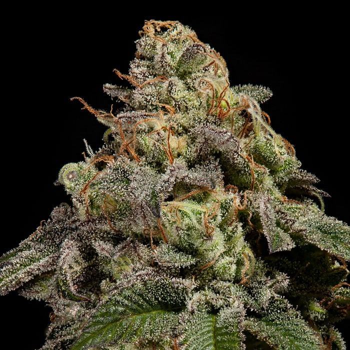 RipperSeeds's tweet photo. Not all strains yield the same under the press. This selection gathers the genetics from the Ripper Seeds catalog with the best performance in rosin, with the profile of each extract and the recommended parameters to get the most out of them 👉 https://t.co/EthfTVKzhu https://t.co/zrvPYuiywM