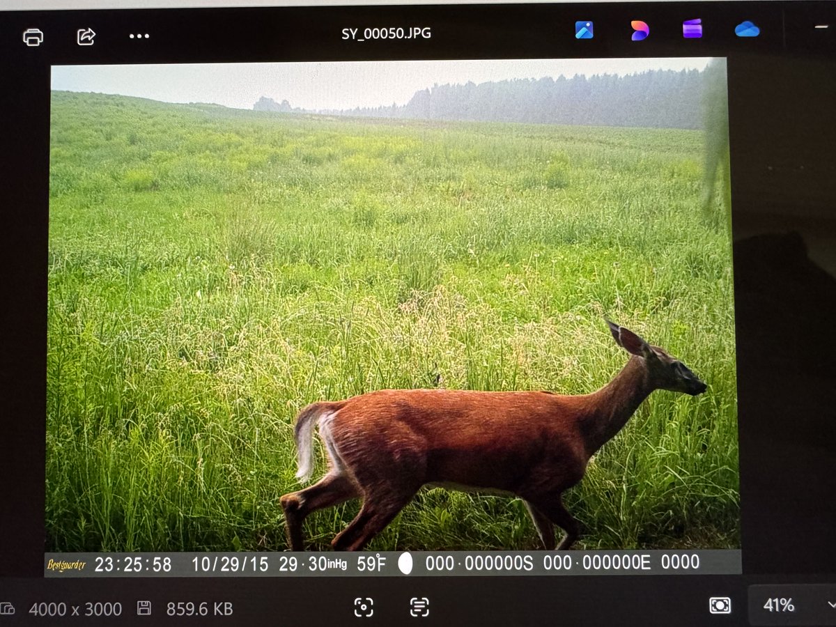 Dogman1013's tweet photo. Good afternoon from my fields and forest in Northern Maine https://t.co/Sii83Z6Icp