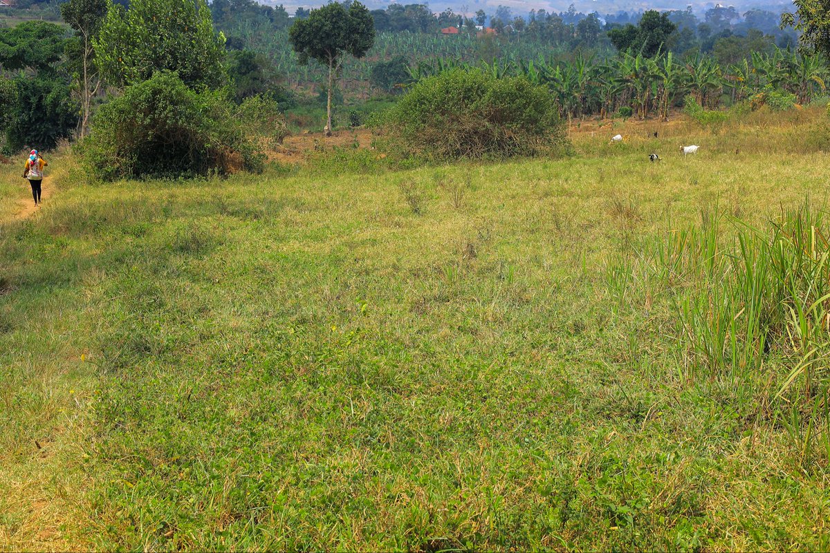 propertycase's tweet photo. @bbstvug @joshuamusaasiz3 @NabaggalaSandie Land for sale 100x100 at 55m
100x50 at 30m 
Location Gayaza road kiwenda 
Call 0755668226
Milo land Tittle available https://t.co/fYvvGb6hFc