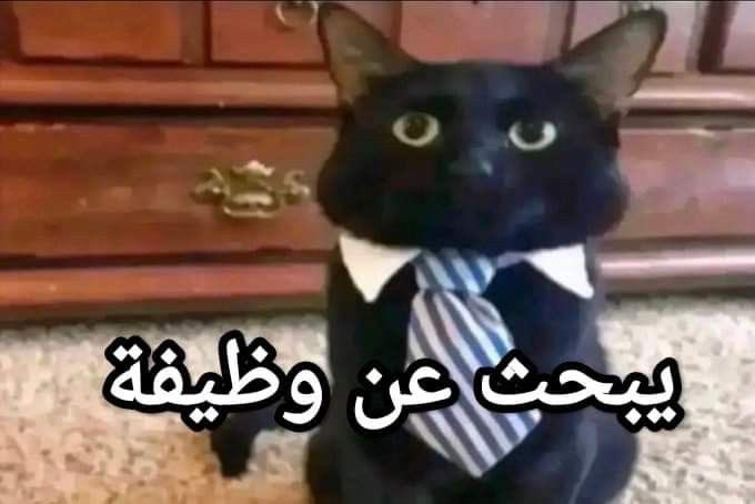SaraAlsubaieCS's tweet photo. احياناً احس اني هذا https://t.co/mx2J90Ta93