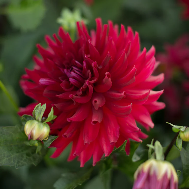 Rhegulust's tweet photo. @onlyzieon Do you mean this flower, Miss Jiwon? :) Funfact, this flower called Dahlia Loverboy! Nice to see you around. https://t.co/VctCat39Il