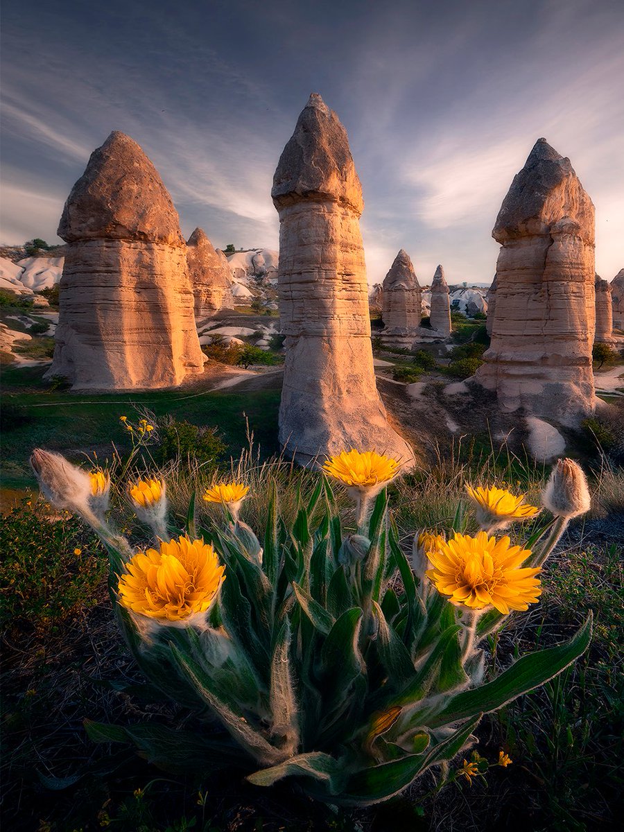 CanonEspana's tweet photo. Capadocia capturada en uno de esos instantes que parecen sacados de un sueño, donde la luz y el paisaje se unen para crear una escena imposible de ignorar. Así lo consigue Kani
Polat.

Descubre más datos sobre la fotografía en nuestro perfil de Instagram: https://t.co/gVc4bJVwEc https://t.co/6rapP543Sr
