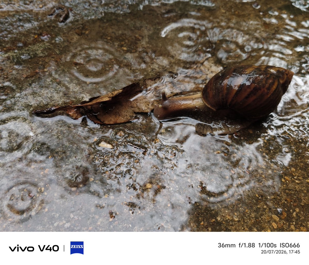 s_iswari's tweet photo. Nobody seems to be enjoying today's mild #rain this profoundly. 🙃

#Nature
#Life https://t.co/a7GM5dnWvG