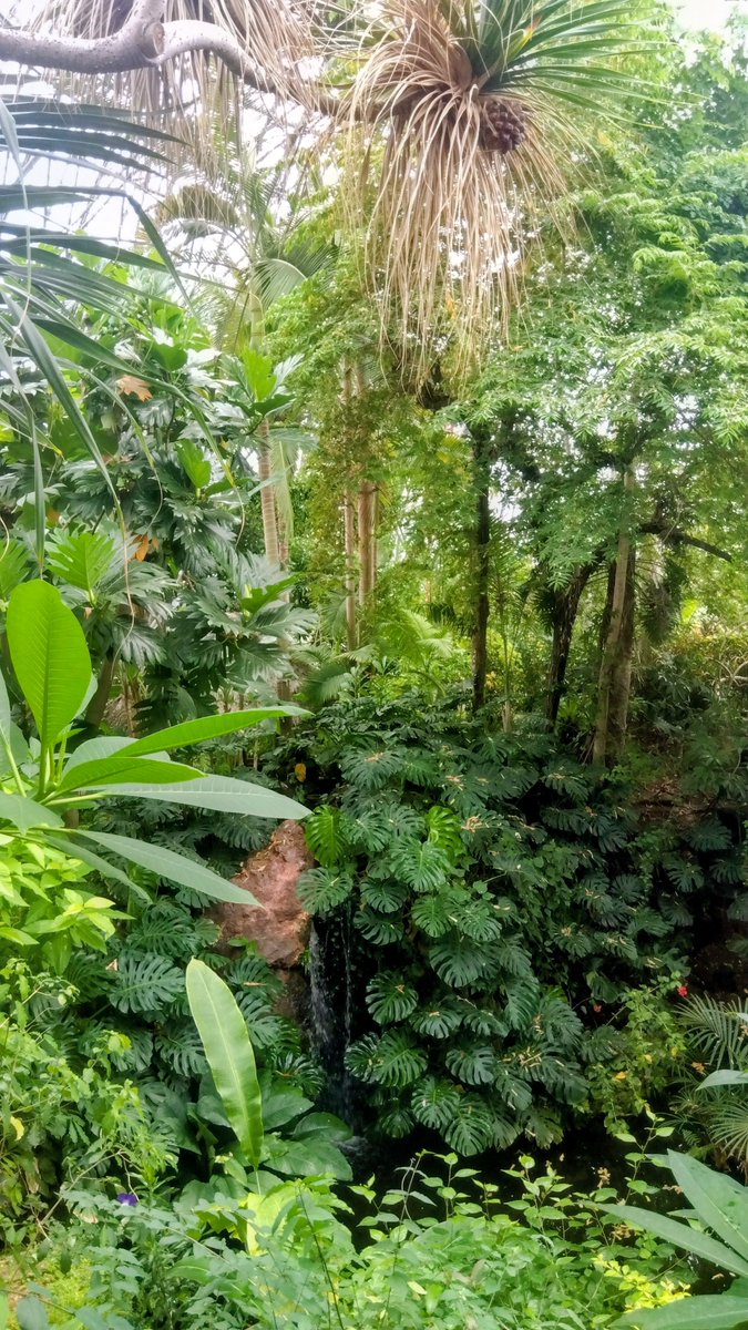 en2019's tweet photo. #夢の島熱帯植物館 https://t.co/efxA9axqG2
