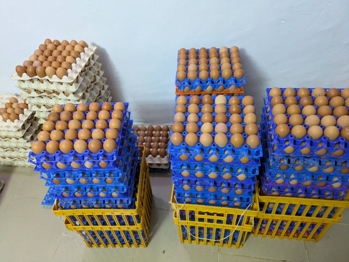 oyindamolar001's tweet photo. Do you need fresh eggs from the farm? We got you 👌🏼🥚🥚

Ilorin 📍

N4,800 per crate 

Please kindly repost https://t.co/vHKRnZNHut