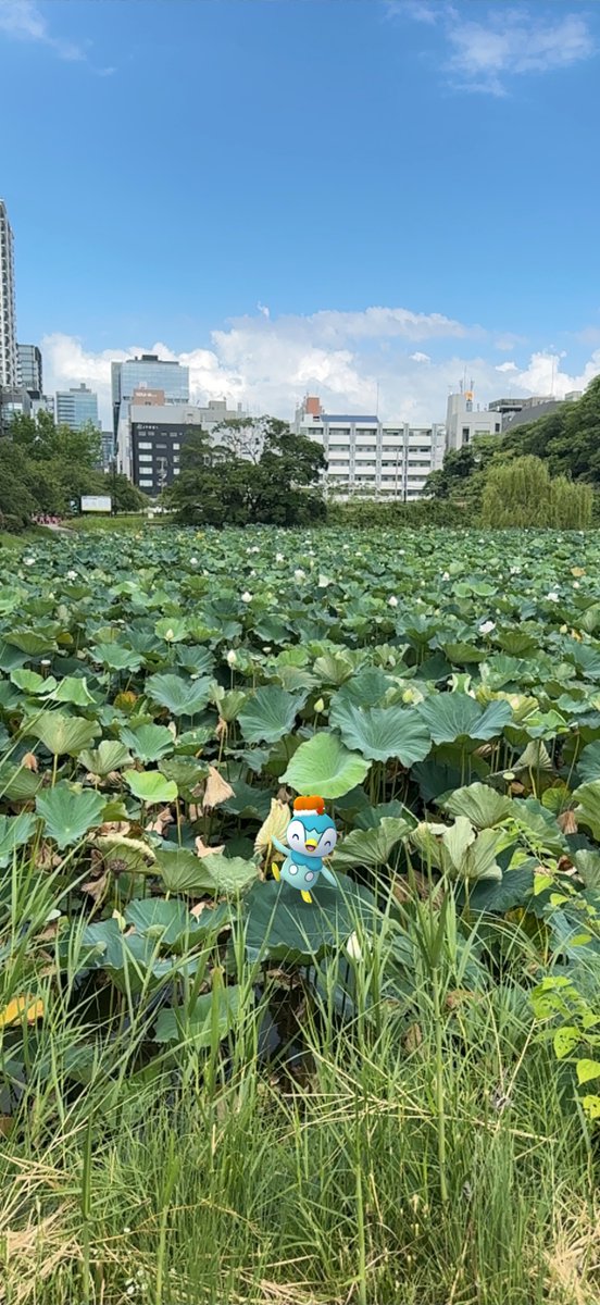 hetareitaria1's tweet photo. 都心から歩いてすぐの舞鶴公園前のお堀で蓮の花見。
ナエトル、ポッチャマ、ヒコザル達と。

『やせいのコイキングがあらわれた！』

#ポケスリ3周年をみんなで
#ポケモンスリープ https://t.co/00cYokJqs0