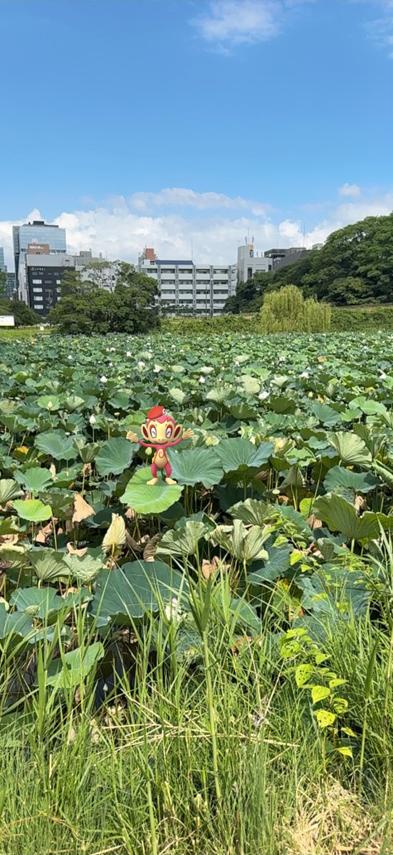 hetareitaria1's tweet photo. 都心から歩いてすぐの舞鶴公園前のお堀で蓮の花見。
ナエトル、ポッチャマ、ヒコザル達と。

『やせいのコイキングがあらわれた！』

#ポケスリ3周年をみんなで
#ポケモンスリープ https://t.co/00cYokJqs0