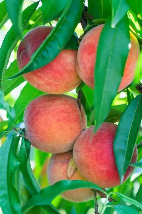 BrianPriest8's tweet photo. Just had the juiciest sun-ripened peach right off my balcony tree—summer’s sweetest little win ， https://t.co/FFRobtvz8Y