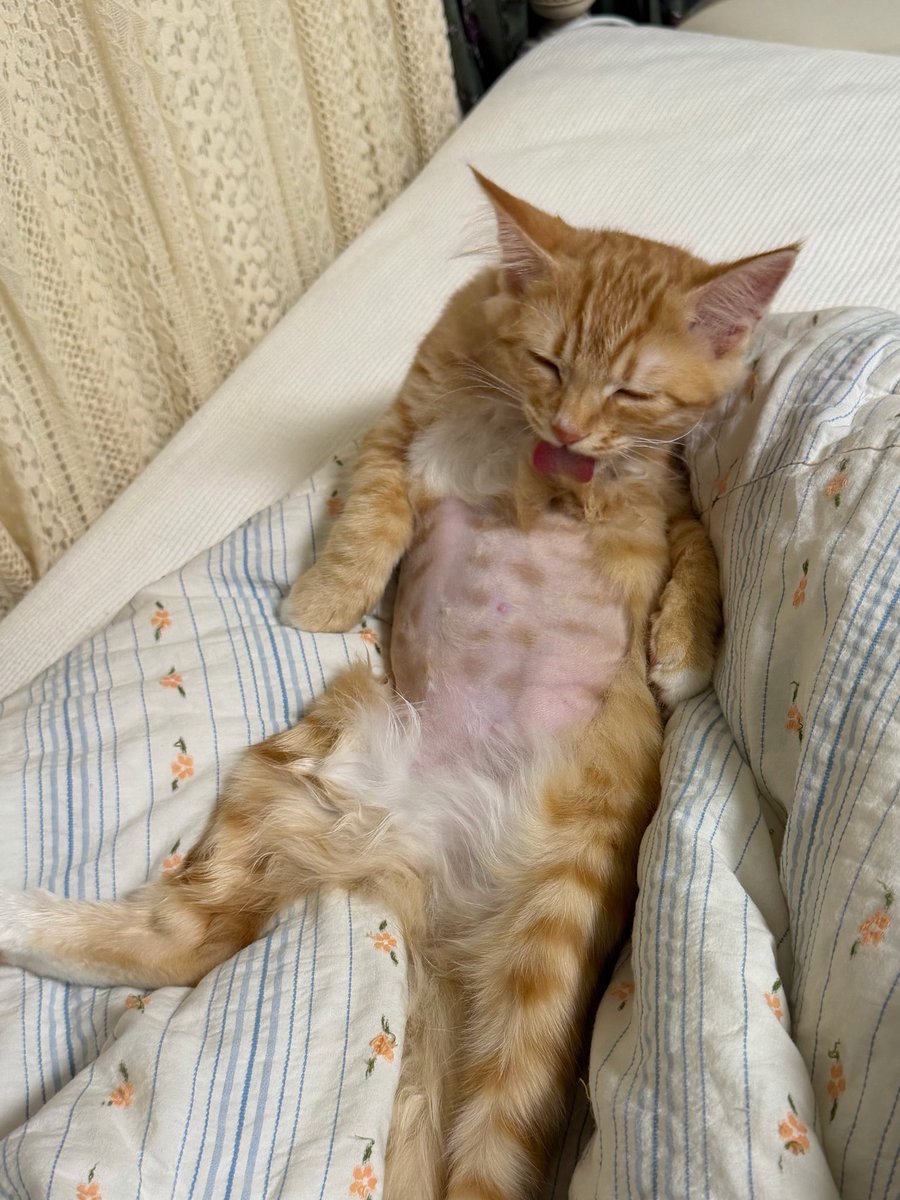 ang_cheese's tweet photo. 째째 요새 옷입는게 여러가지 이유가 있는데
1. 중성화때 환묘복입어야해서 미리 적응
2. 에어콩 바람때문에 감기걸릴까봐
3. 얼마전 건강이슈가있었어서 병원가서 배 밀림.. 계속 이상한지 그루밍 겁나해서 옷입혀둠ㅋ큐ㅠㅠㅠ 점박이 배 좀 보세요.. https://t.co/5xD8NhlyZg