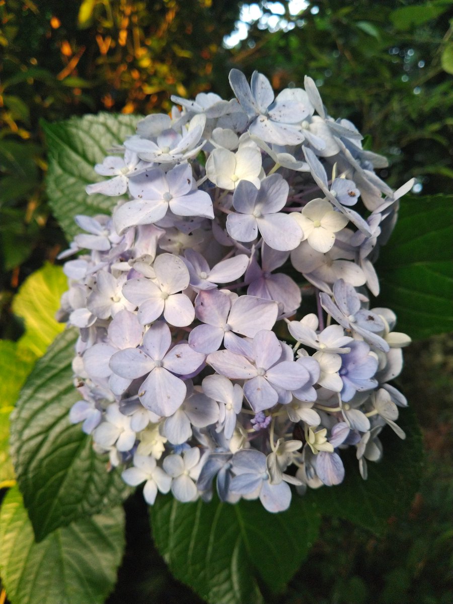 ibpDLSJsYkK2GaD's tweet photo. #紫陽花💠#アジサイ💠
毎日暑い🥵暑すぎる😵💦
梅雨明けした…明日も猛暑😭
実家の方はアブラゼミとミンミンゼミが鳴いてる☀️ https://t.co/iBe7kDwvh8