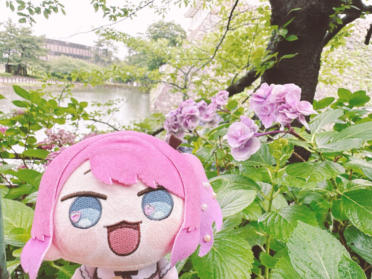 nokiajky's tweet photo. めるっと、紫陽花がキレイだね。
#めると見ルネ https://t.co/zwAXQ6Gir3