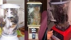 OccupyRedding's tweet photo. Yes They Do and Film This Kind Torture Of Cats In #China Animal Abuse Laws Please - Make It Illegal To Post This Shit Anywhere -Sick Fuckers Get Off On This -Blenders , Microwaves, Toothpicks, Crucifixion, Burning  etc.. Please RePost This For Awareness! 
#JusticeForWangWang https://t.co/N4W0U68gKr