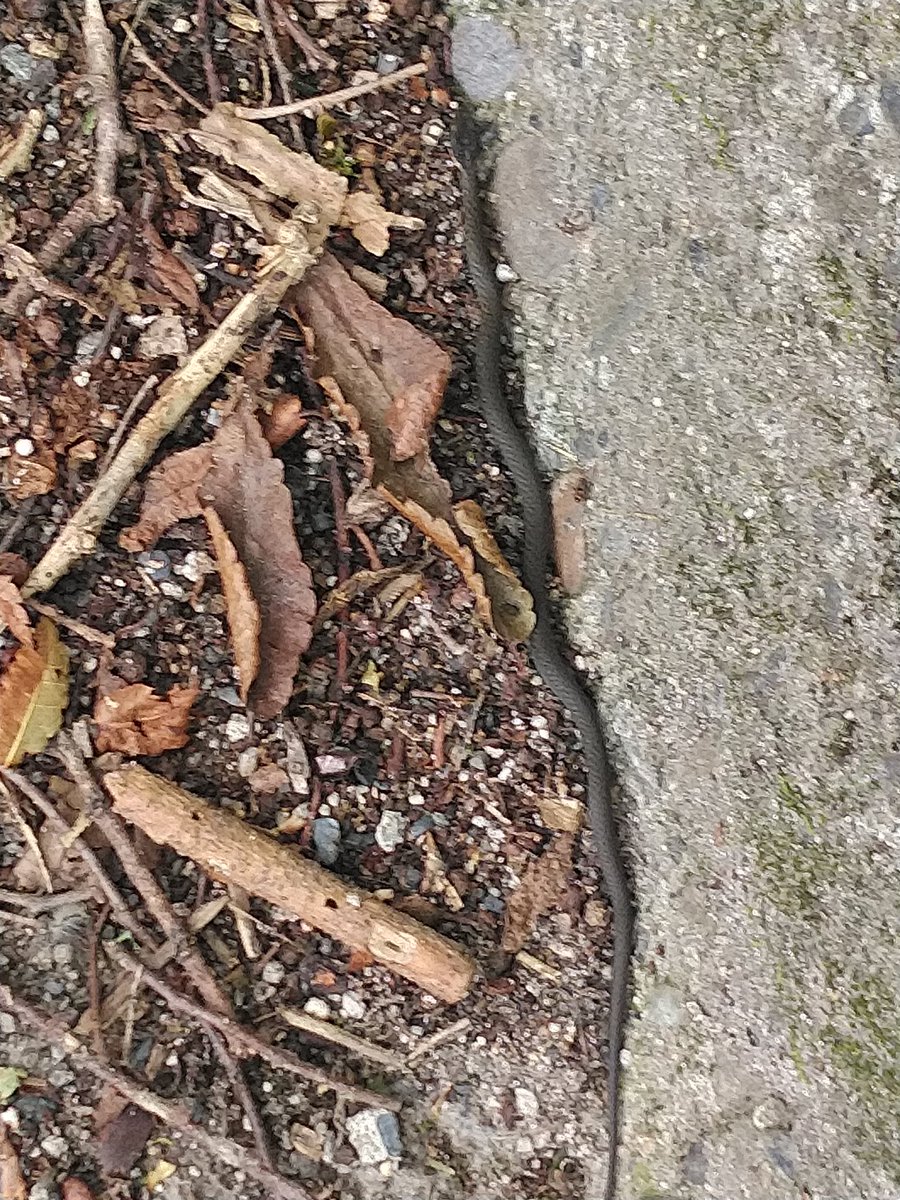 ibpDLSJsYkK2GaD's tweet photo. #蛇🐍#ヘビ🐍
歩いていたら何かが動いた😮
ヘビ🐍が居たぁ😱 https://t.co/oigYaSQVXN