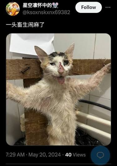 OccupyRedding's tweet photo. Yes They Do and Film This Kind Torture Of Cats In #China Animal Abuse Laws Please - Make It Illegal To Post This Shit Anywhere -Sick Fuckers Get Off On This -Blenders , Microwaves, Toothpicks, Crucifixion, Burning  etc.. Please RePost This For Awareness! 
#JusticeForWangWang https://t.co/N4W0U68gKr